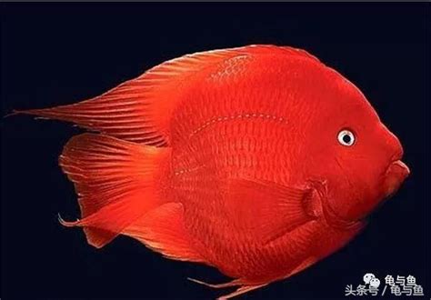 紅白鸚鵡魚